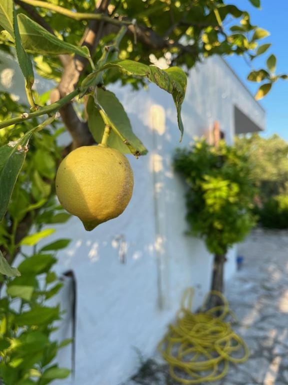 Casa Giuliveto - Charmantes Ferienhaus Mit Privatpool In Olivenhain Ostuni Dış mekan fotoğraf